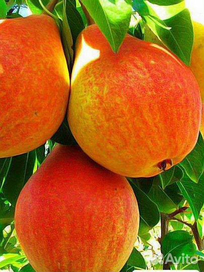 Саженцы Груши разных сортов