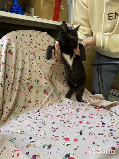 Котенок-девочка
