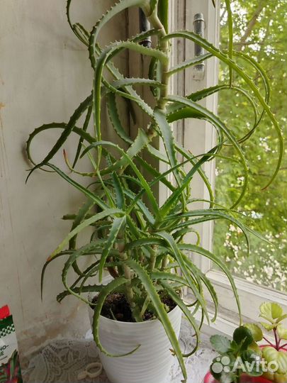 Алоэ лечебный