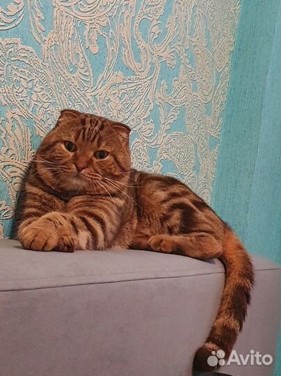 Шотландец на вязку