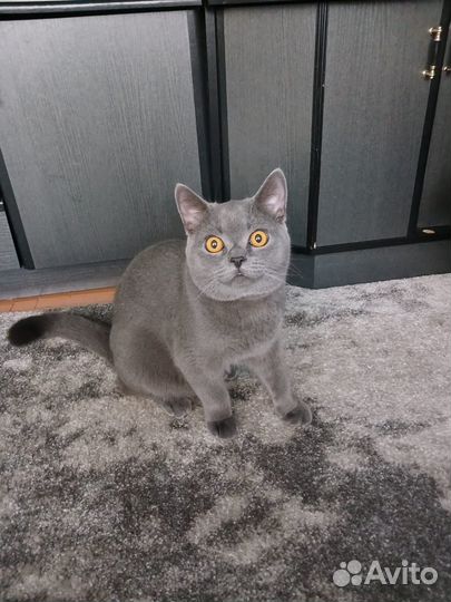 Ищем кошку для вязки