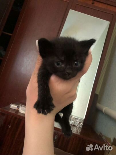 Кошечка, 2мес