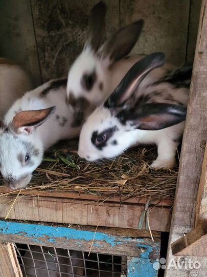 Кролики нпв