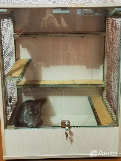 Шиншилла с витриной