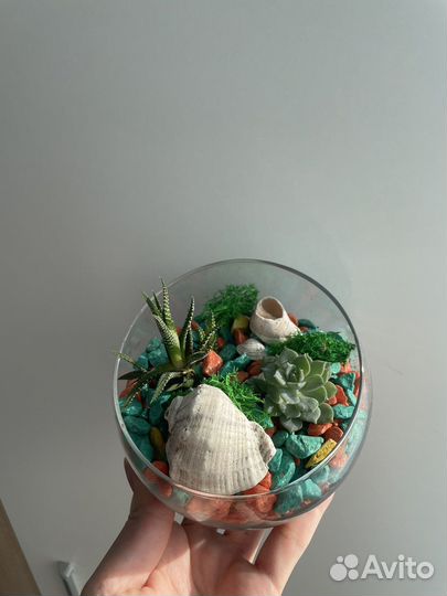 Флорариум суккуленты