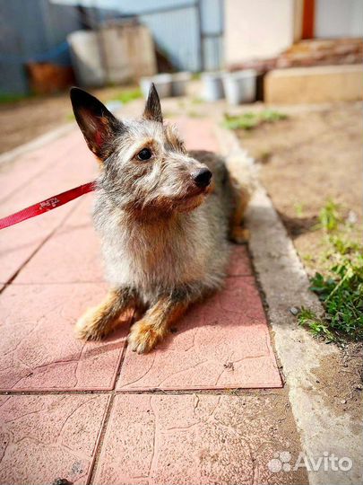 Собака в дар