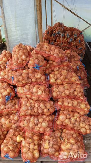 Лук на перо