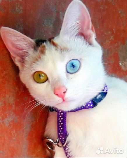 Отдам кошку в добрые руки
