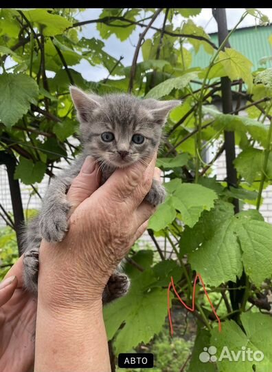 Котята в добрые руки бесплатно