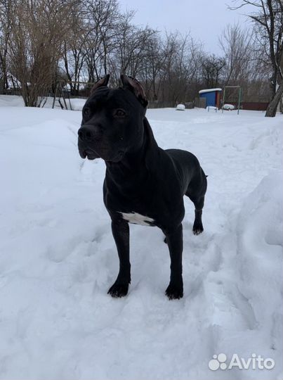 Американский питбультерьер вязка