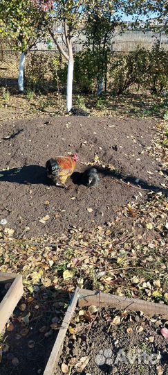 Продам кур и цыплят