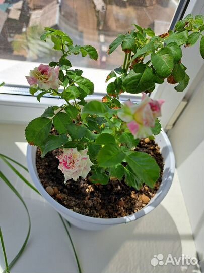 Роза комнатная домашняя
