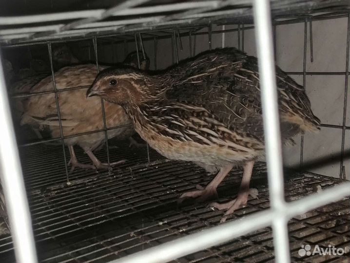 Перепела продажа