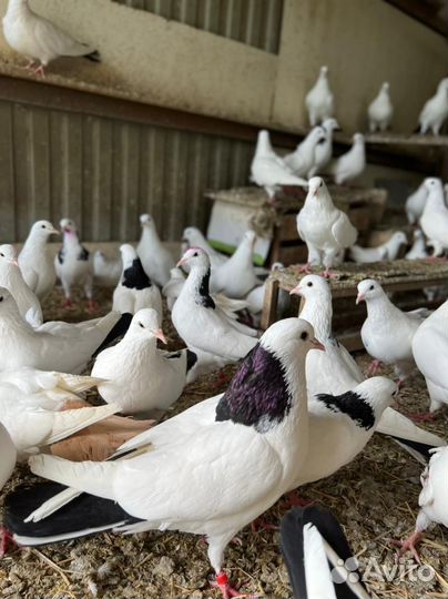 Голубь бакинские породистые