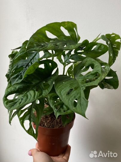 Монстера манки маск Monstera Monkey Mask