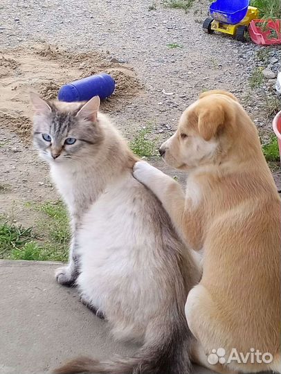 Отдам сиамских котят