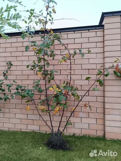 Ежевика культурная