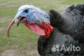Индюки на племя