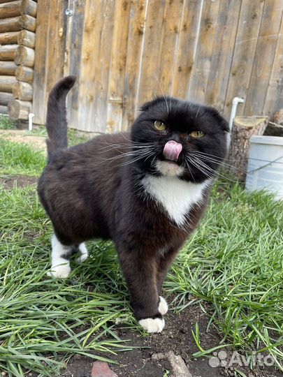 Кот в добрые руки