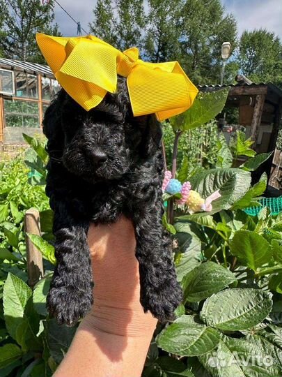 Собаки щенки