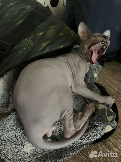 Сфинкс котёнок