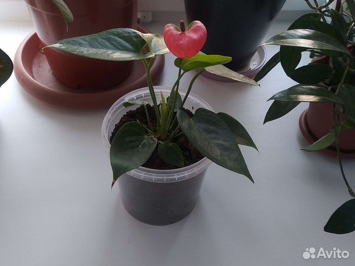 Антуриум розовый