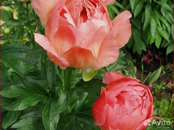 Пионы сортовые