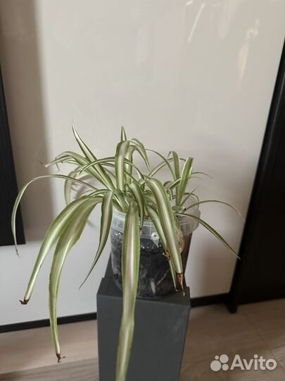 Хлорофитум