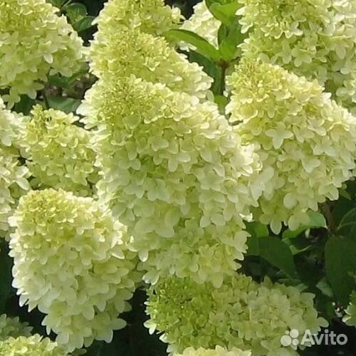 Гортензия метельчатая и древовидная черенки