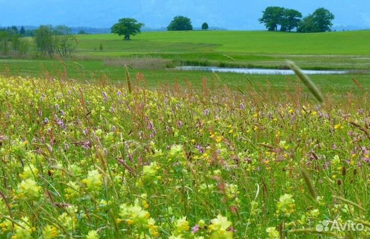 2023 года Мед из Алтая опт