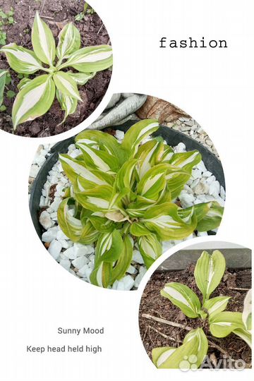 Хосты сортовые