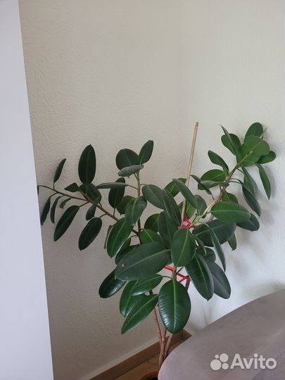 Фикус каучуконосный большой