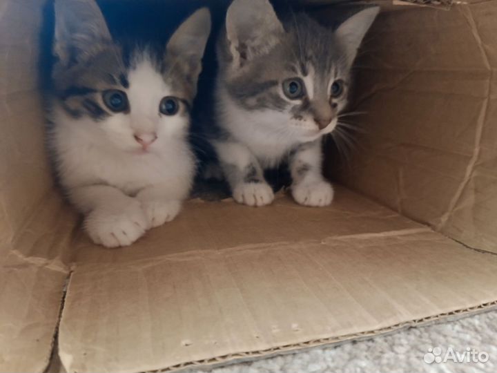 Котята в добрые руки