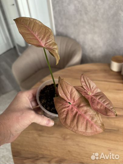 Сингониум neon пинк