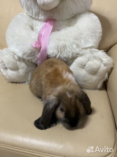 Вислоухие декаративные Mini кролики «Баран»