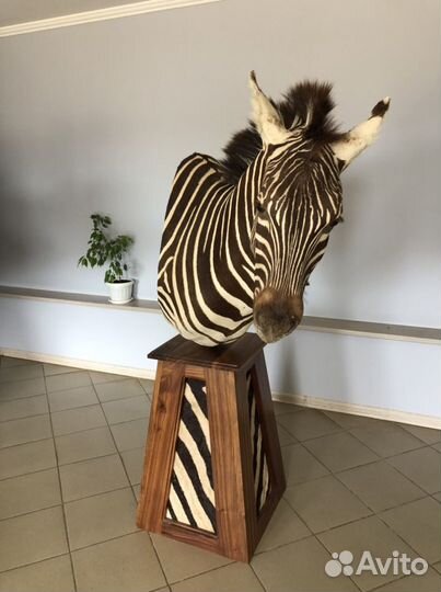 Голова Зебры