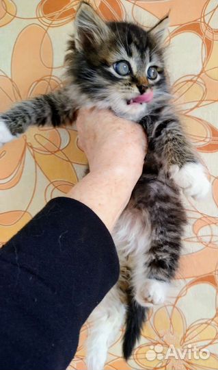 Шикарный мальчик