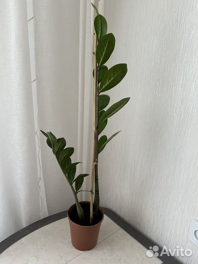 Замиокулькас