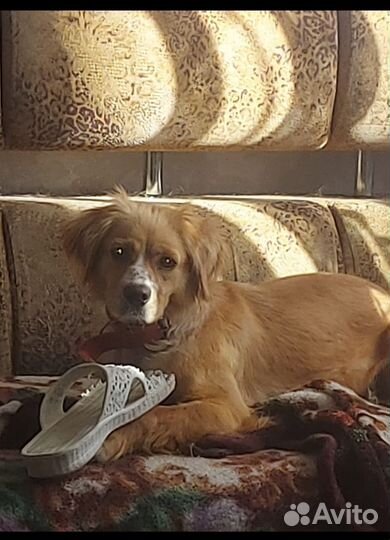 Собака в добрые руки отдам бесплатно