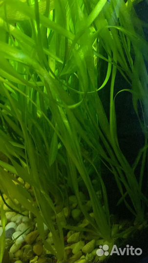 Валлиснерия спиральная и простая