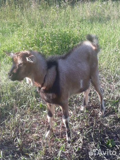 Козел 6 месяцев