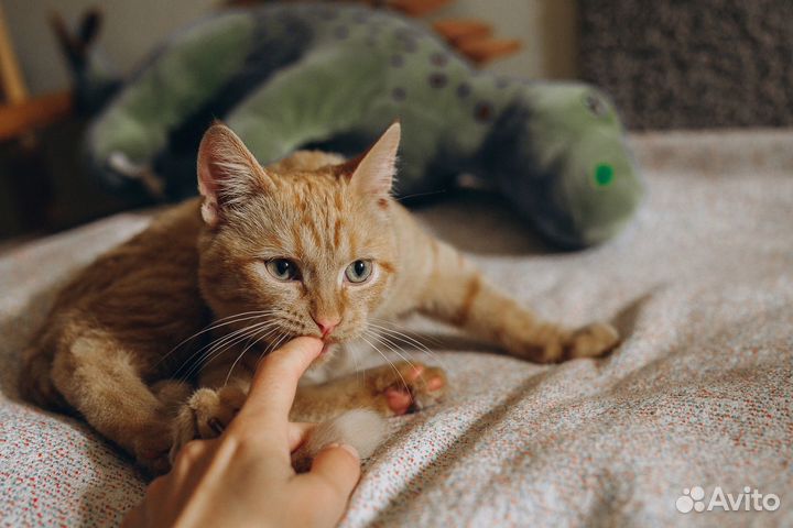 Котенок прекрасный