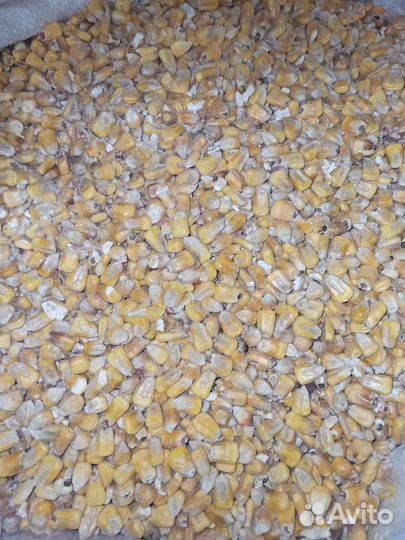 Кукуруза 10 кг и 40 кг