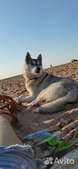 Щенки сибирский хаски