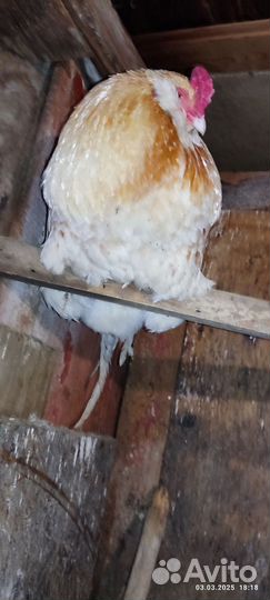 Молодые петухи