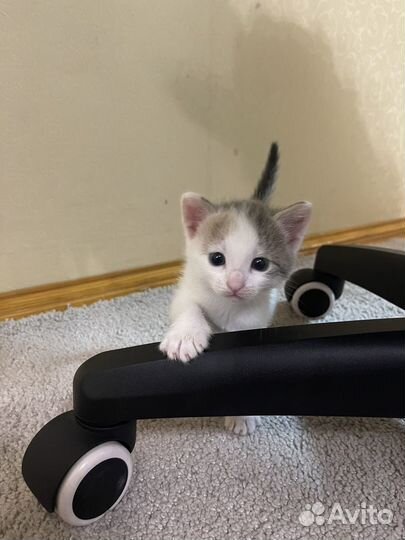 Котята ищут дом