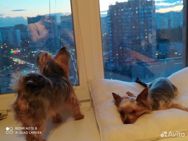 Йоркширский терьер