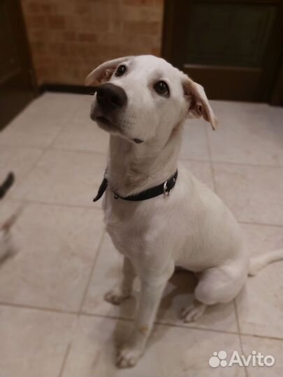 Щенок в добрые руки