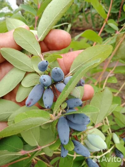 Саженцы жимолость