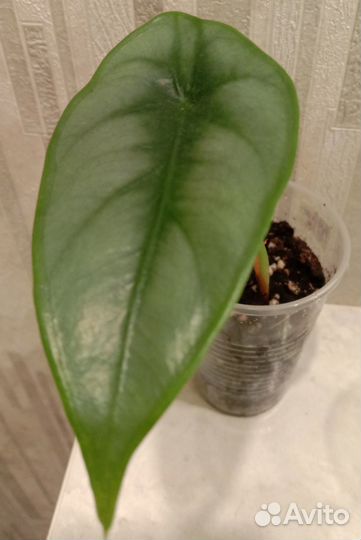 Алоказии Венти вар, Гагеана,Коразон